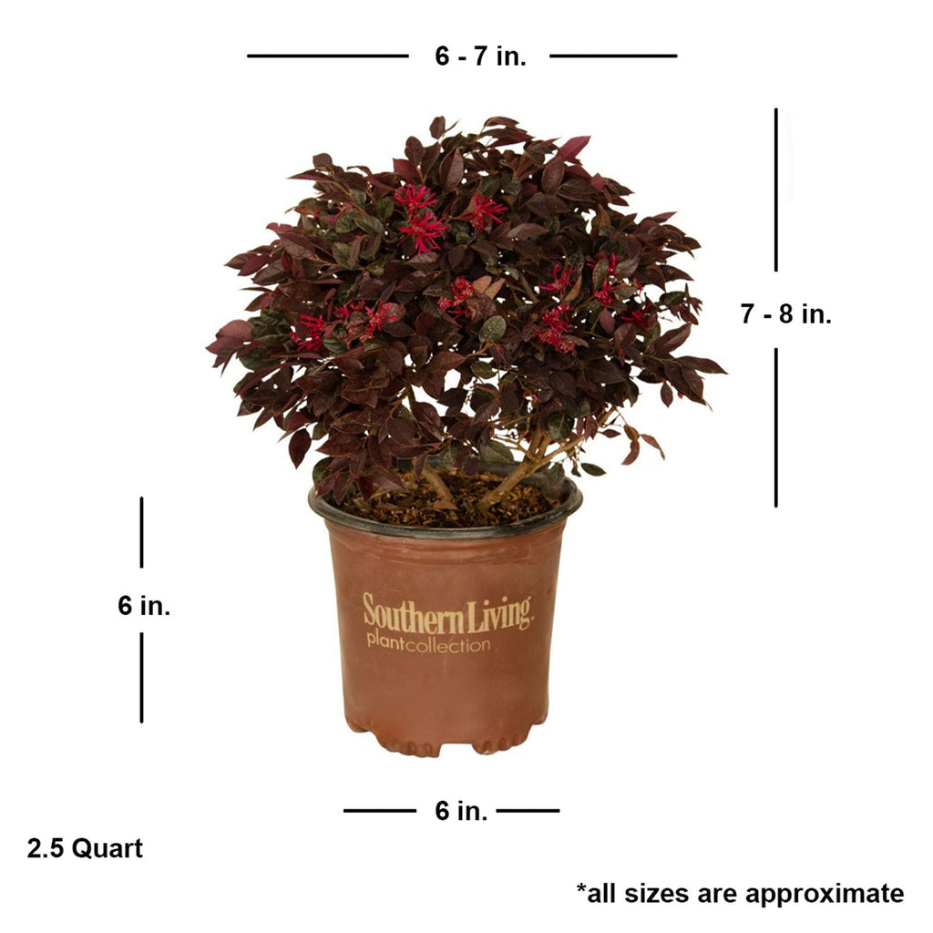 Indoor House Plant, Purple Daydream Dwarf Loropetalum for Windowsills, Home Offices and Indoor Decor image 8