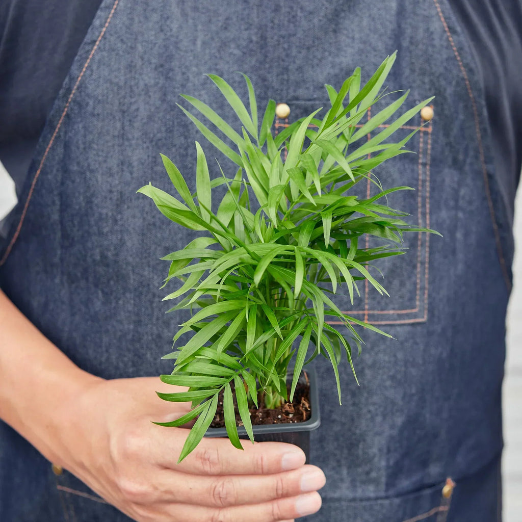 Parlor Palm image 8