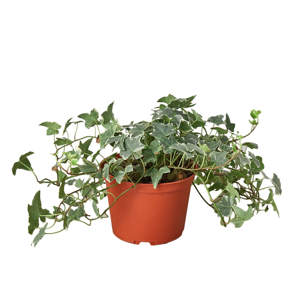 Indoor House Plant, English Ivy 'Glacier' for Shelves, Desks and Living Spaces, 3 Size Options image 8