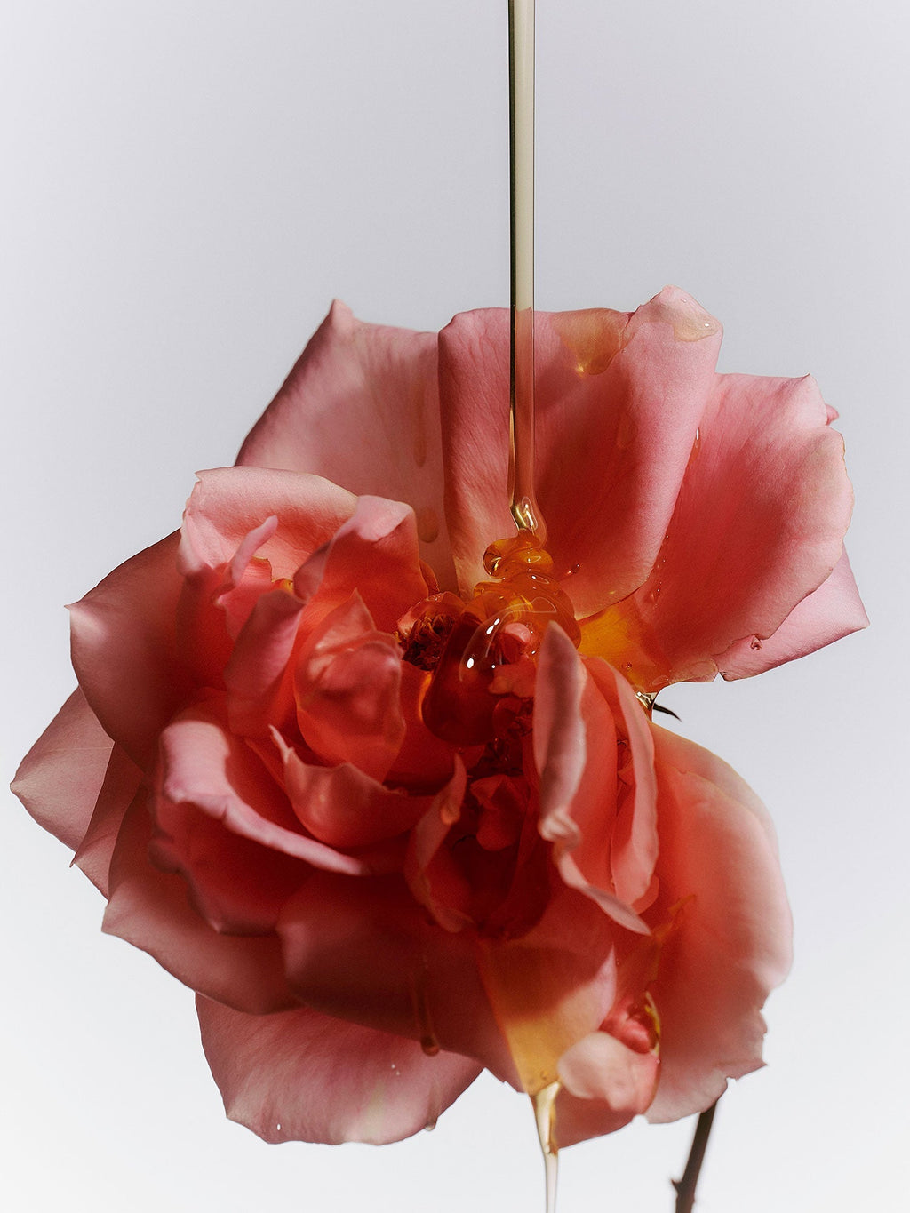 Indoor House Plant, Jasmine Damask Rose Glass Hand Soap for Windowsills, Home Offices and Indoor Decor image 8