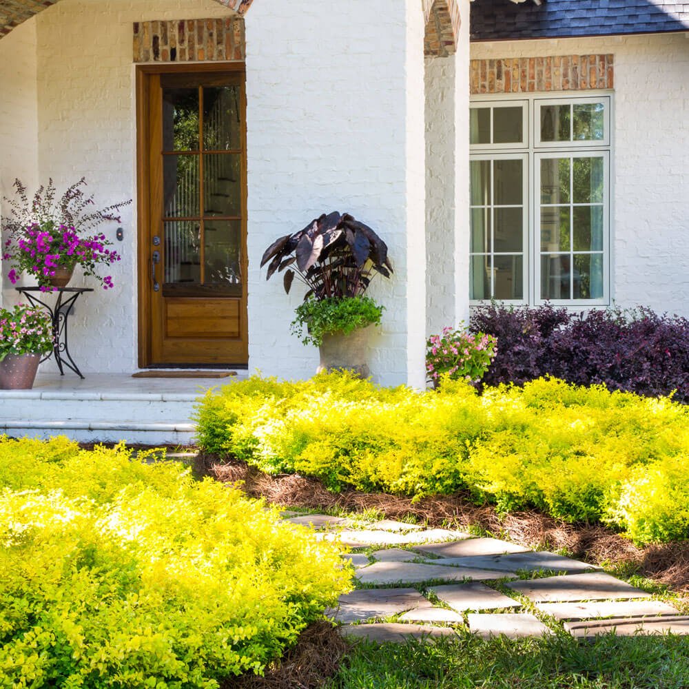 Sunshine Ligustrum image 8