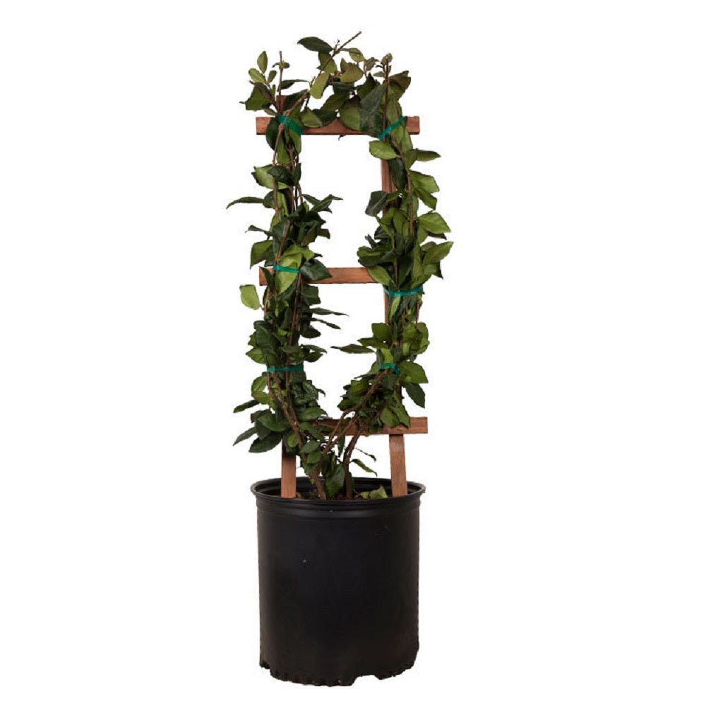 Indoor House Plant, Star Jasmine Vine for Shelves, Desks and Living Spaces, 2 Size Options image 8