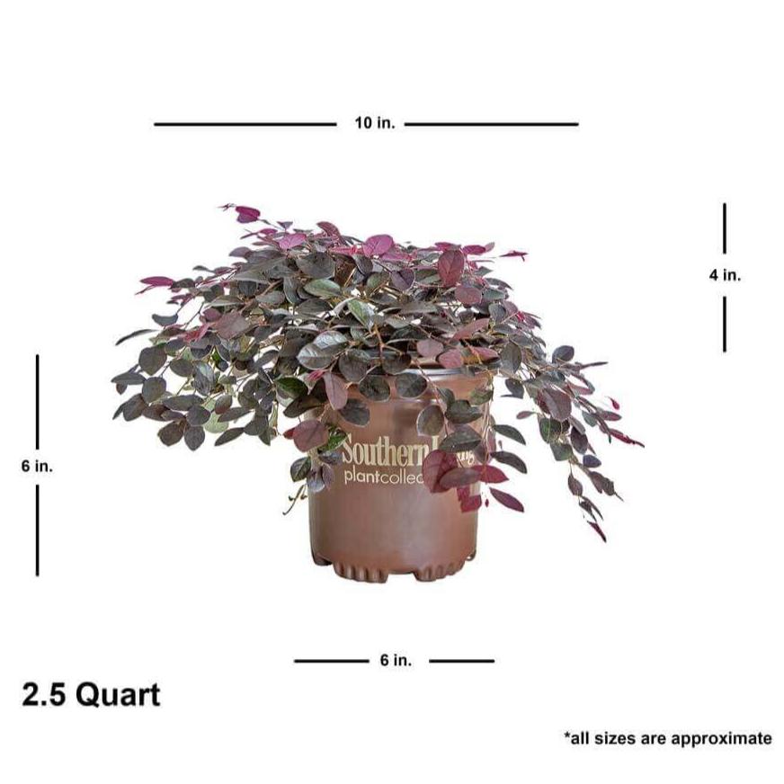 Purple Pixie Dwarf Weeping Loropetalum image 9