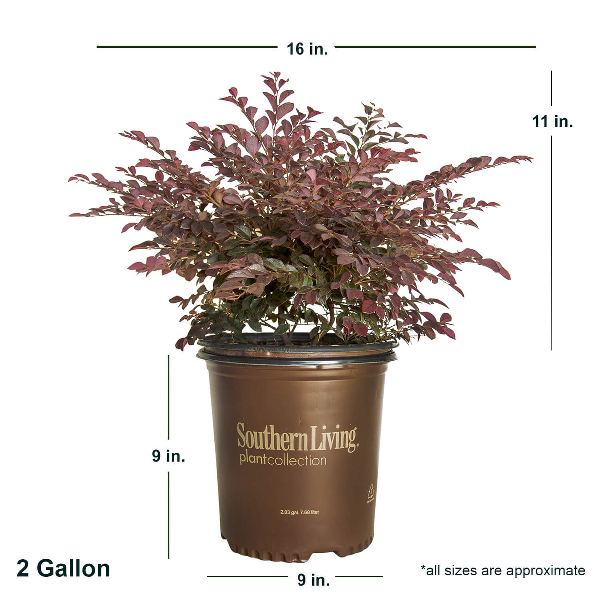 Indoor House Plant, Purple Daydream Dwarf Loropetalum for Windowsills, Home Offices and Indoor Decor image 9
