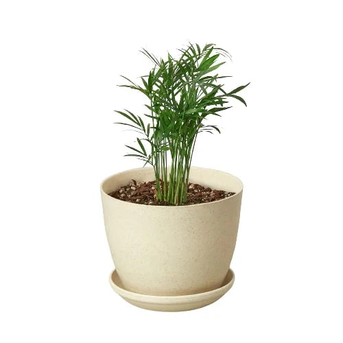 Parlor Palm image 9