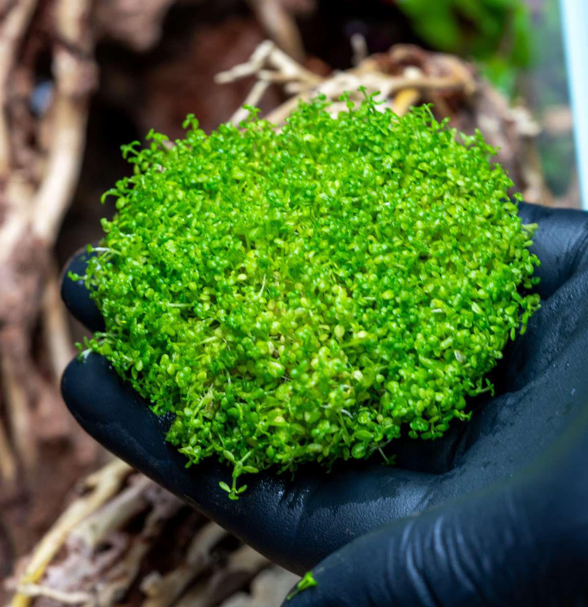 Live Aquarium Plant, Hemianthus Callitrichoides 'Cuba' UNS Tissue for Freshwater Tanks, Shrimp Habitats and Aquascaping image 9