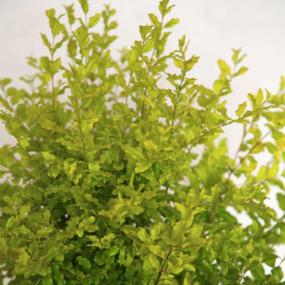 Sunshine Ligustrum image 9
