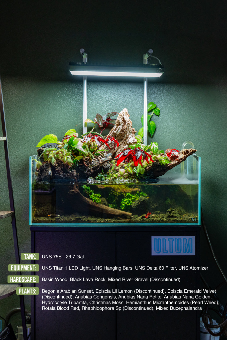 Live Aquarium Plant, Anubias Nana Petite, Nano Tank Format for Freshwater Tanks, Shrimp Habitats and Aquascaping, 3 Size Options image 9
