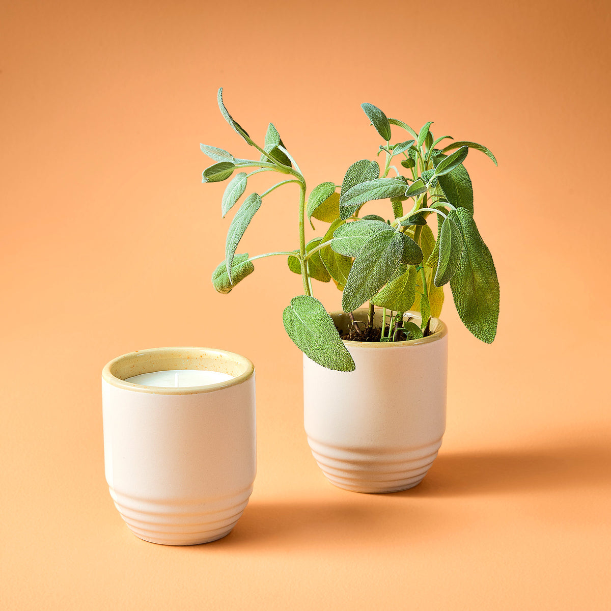 Decorative Candle, Garden Vibes Planter 2 in 1 for Entryways, Mantels and Everyday Home Ambience, 6 Plant Type Options image 10