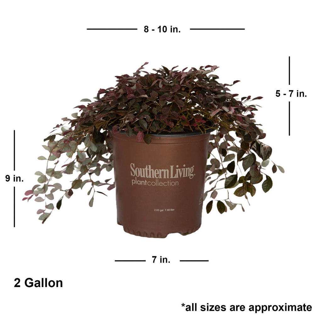 Purple Pixie Dwarf Weeping Loropetalum image 10
