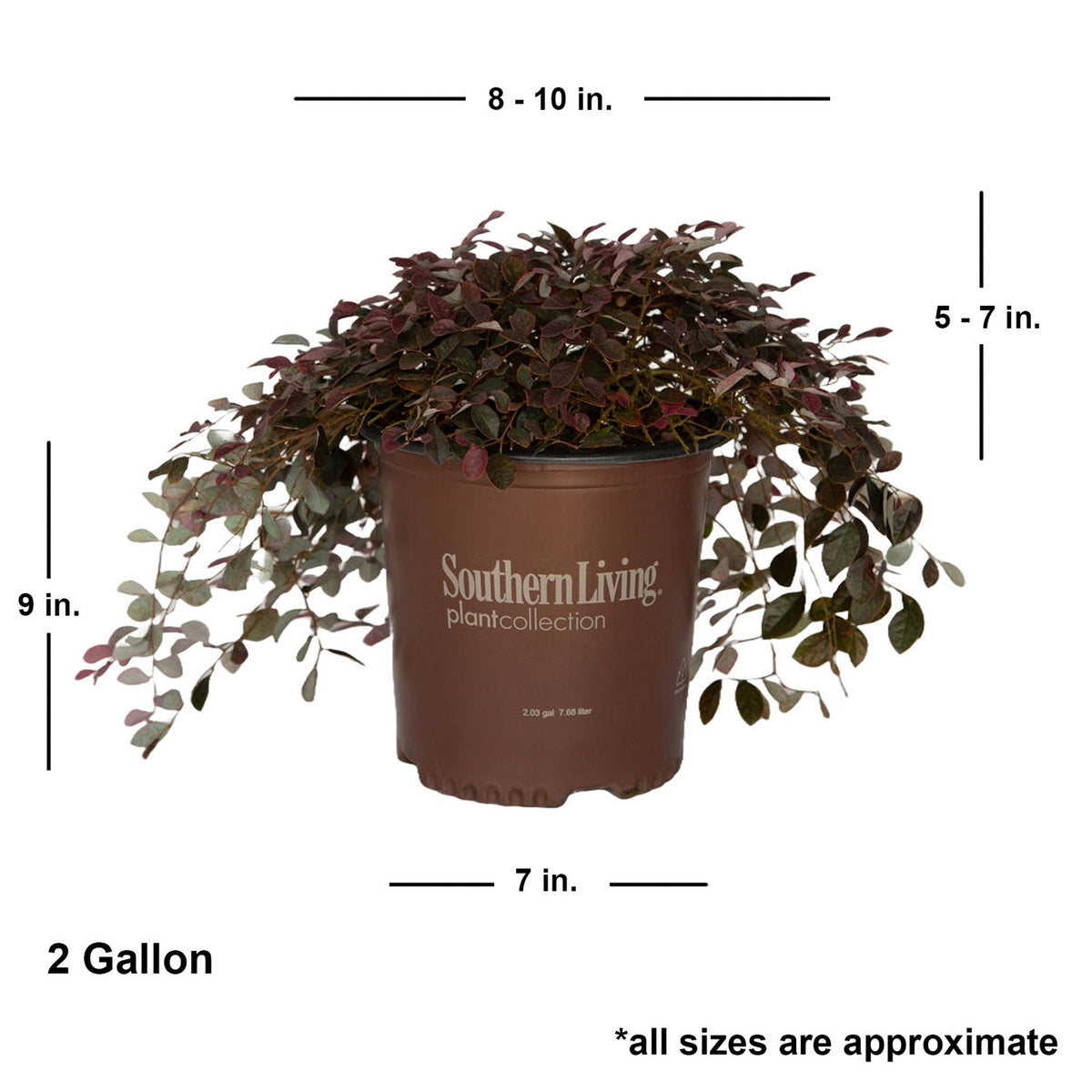 Purple Pixie Dwarf Weeping Loropetalum image 10
