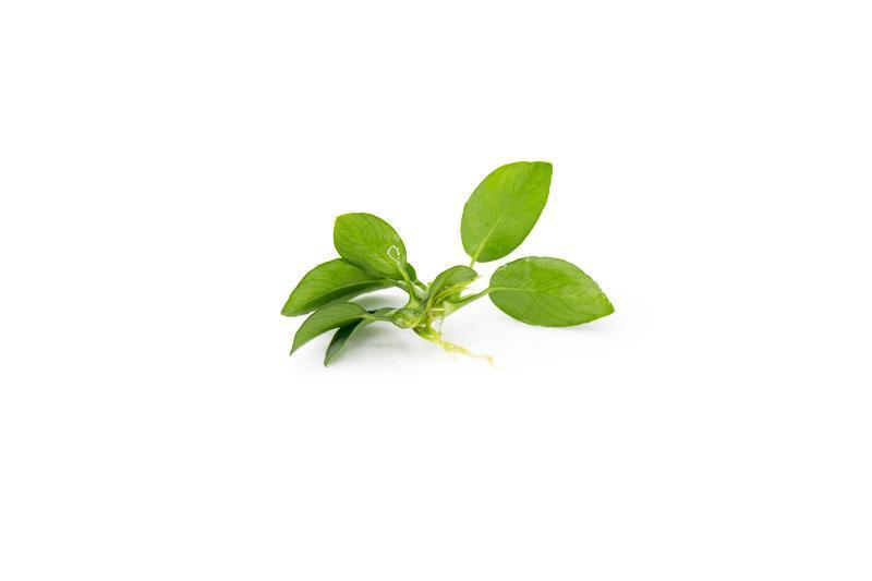 Live Aquarium Plant, Anubias Nana Petite, Nano Tank Format for Freshwater Tanks, Shrimp Habitats and Aquascaping, 3 Size Options image 10