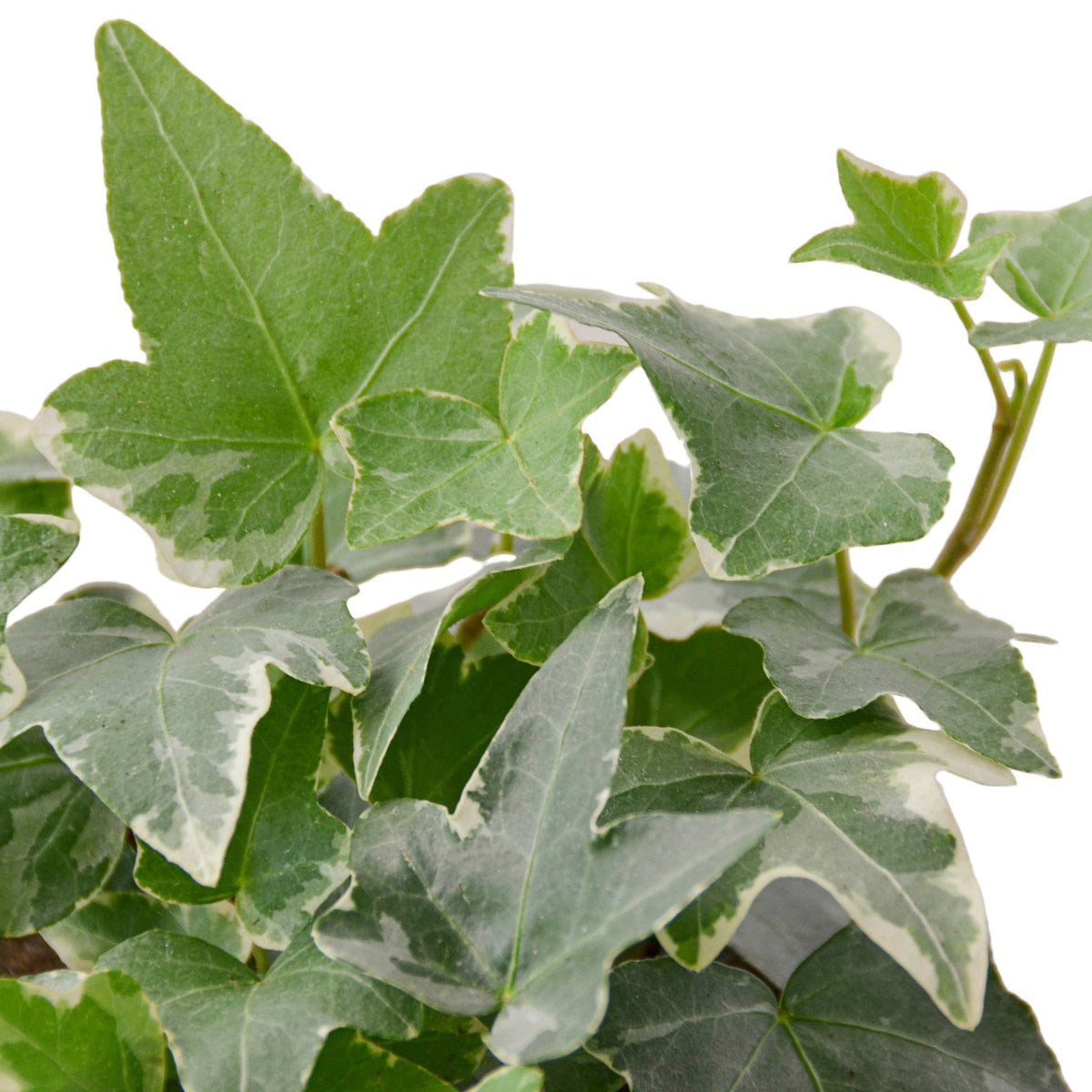 Indoor House Plant, English Ivy 'Glacier' for Shelves, Desks and Living Spaces, 3 Size Options image 10
