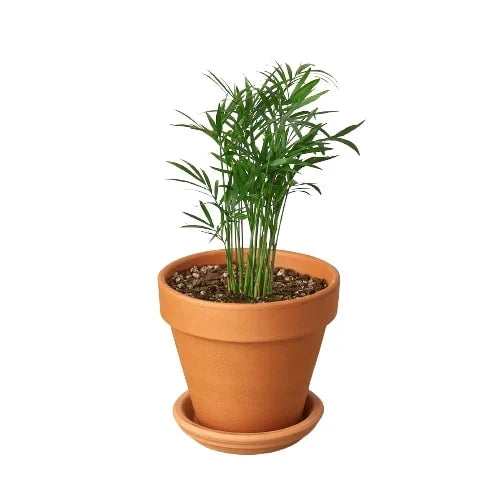 Parlor Palm image 10