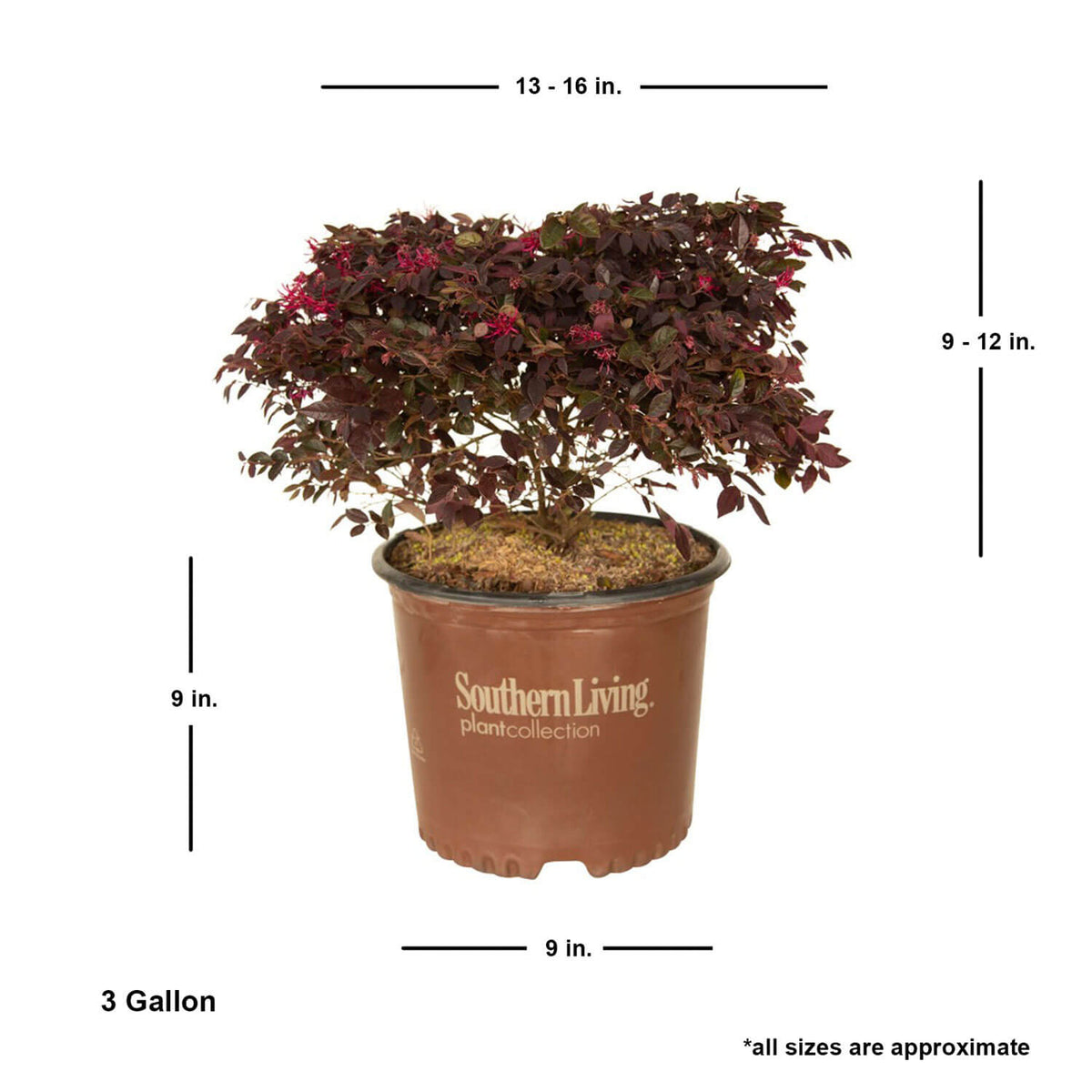 Indoor House Plant, Purple Daydream Dwarf Loropetalum for Windowsills, Home Offices and Indoor Decor image 10
