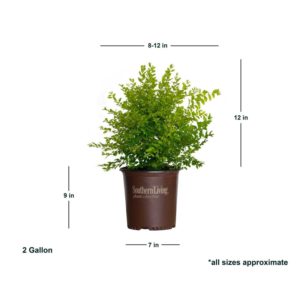 Sunshine Ligustrum image 11