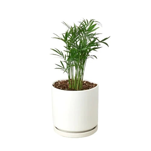Parlor Palm image 11