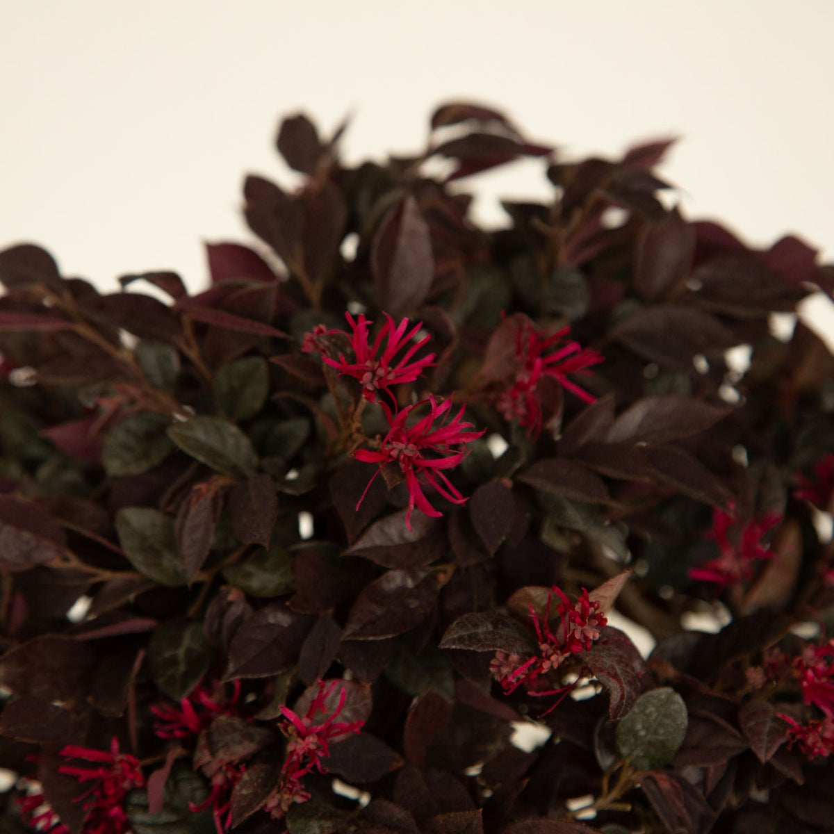 Indoor House Plant, Purple Daydream Dwarf Loropetalum for Windowsills, Home Offices and Indoor Decor image 11