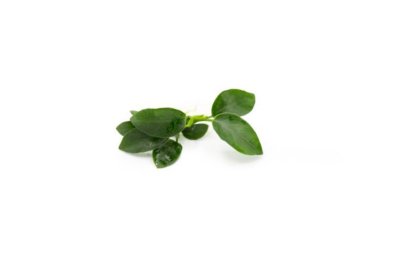 Live Aquarium Plant, Anubias Nana Petite, Nano Tank Format for Freshwater Tanks, Shrimp Habitats and Aquascaping, 3 Size Options image 11