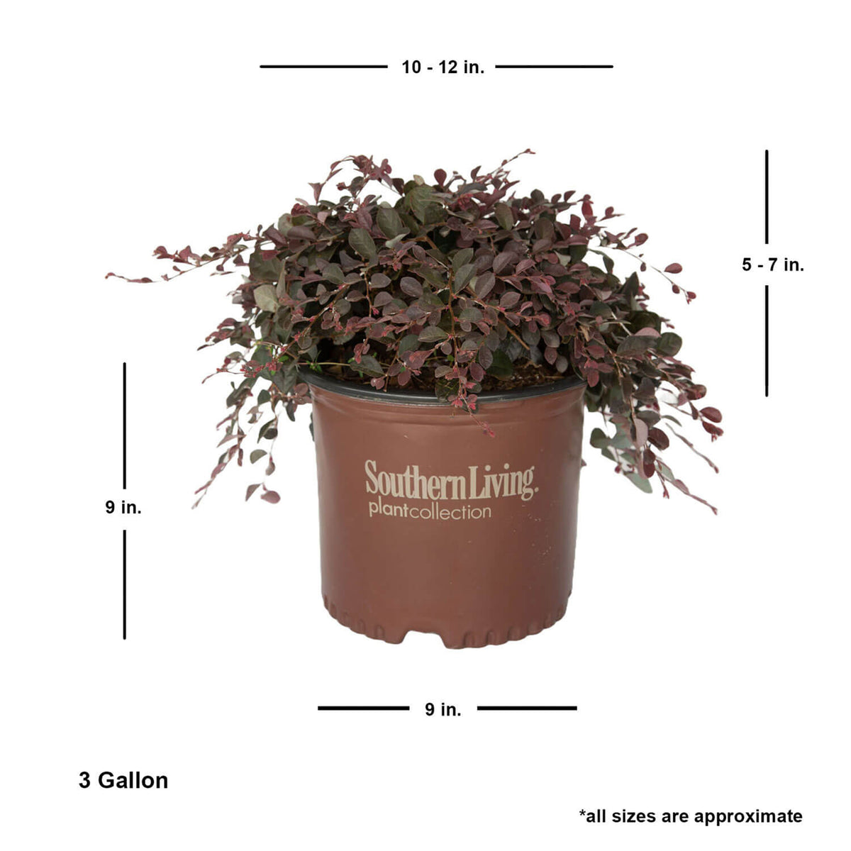 Purple Pixie Dwarf Weeping Loropetalum image 11