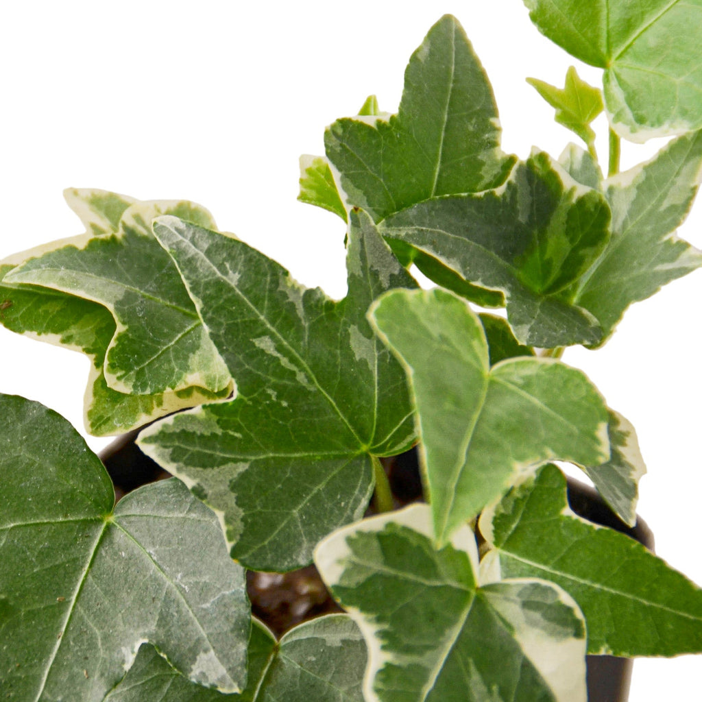 Indoor House Plant, English Ivy 'Glacier' for Shelves, Desks and Living Spaces, 3 Size Options image 11