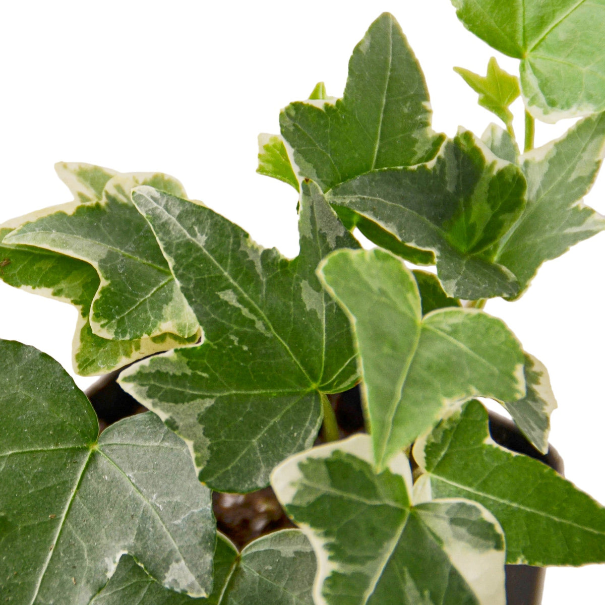 Indoor House Plant, English Ivy 'Glacier' for Shelves, Desks and Living Spaces, 3 Size Options image 11