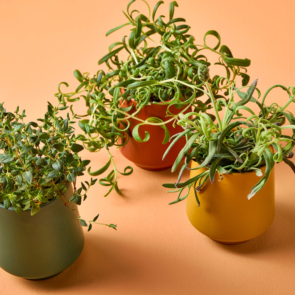Decorative Candle, Rooted Candles for Living Rooms, Bedrooms and Relaxing Evenings, 4 Plant Type Options image 12