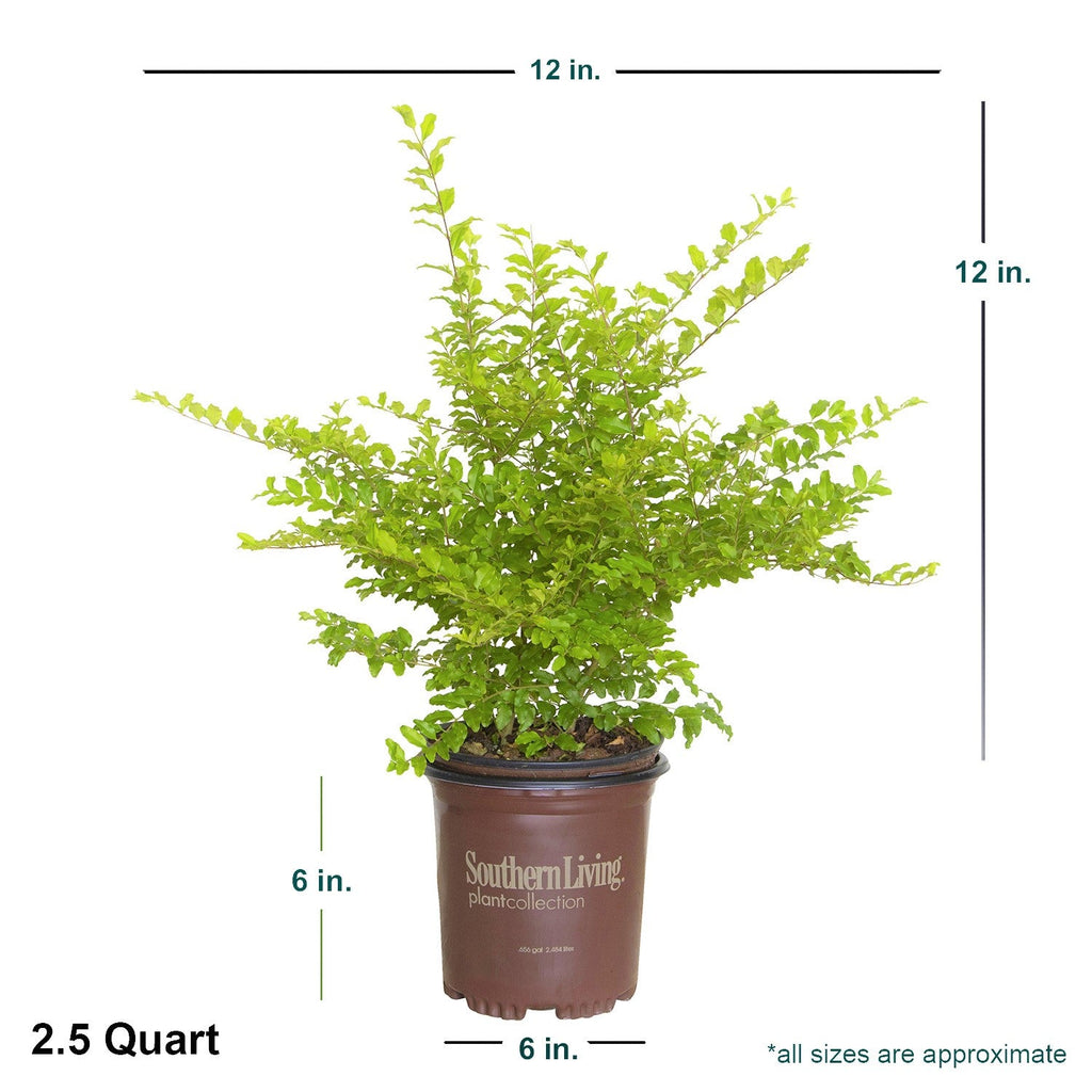 Sunshine Ligustrum image 12
