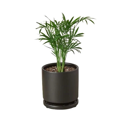 Parlor Palm image 12