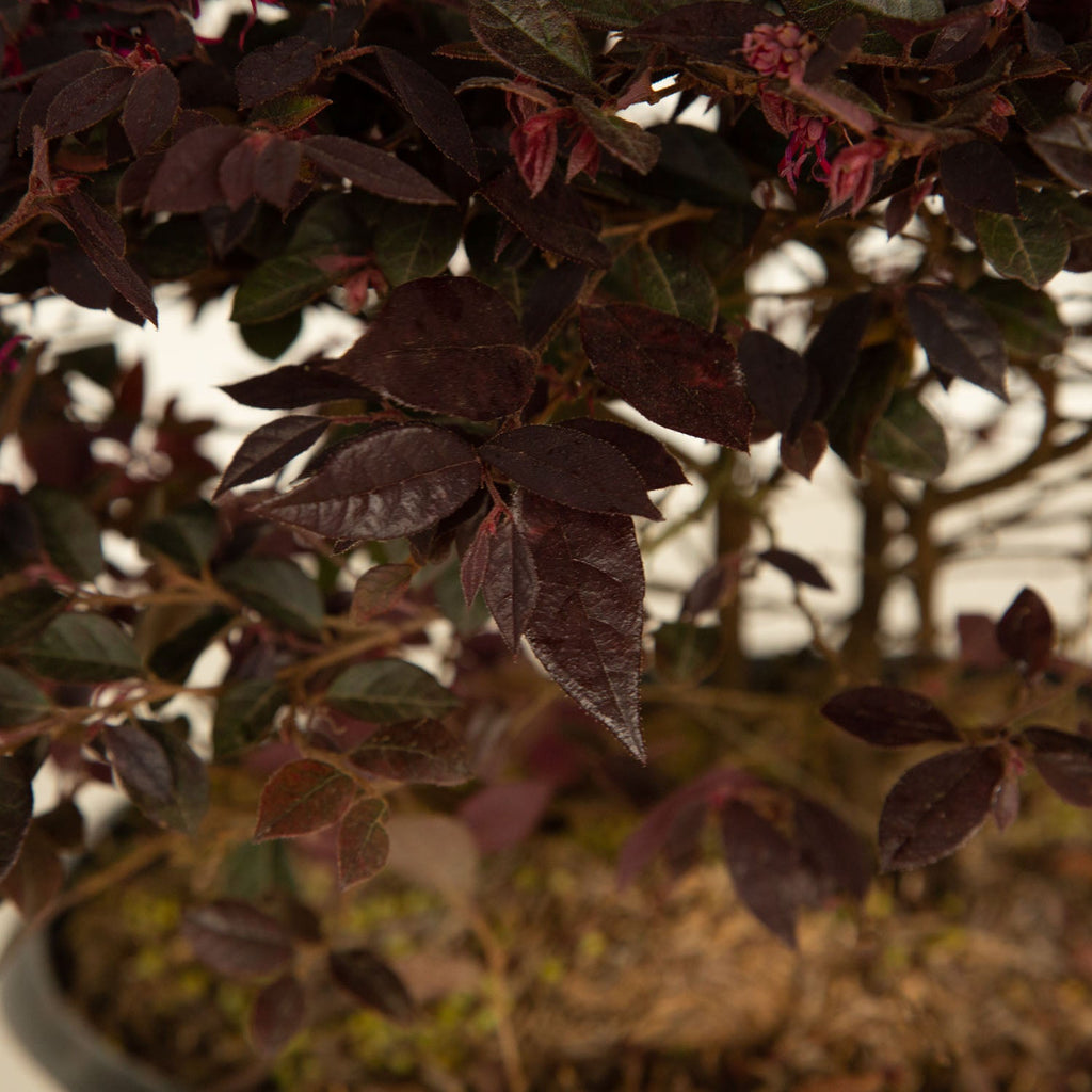 Indoor House Plant, Purple Daydream Dwarf Loropetalum for Windowsills, Home Offices and Indoor Decor image 13