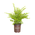 Sunshine Ligustrum image 13