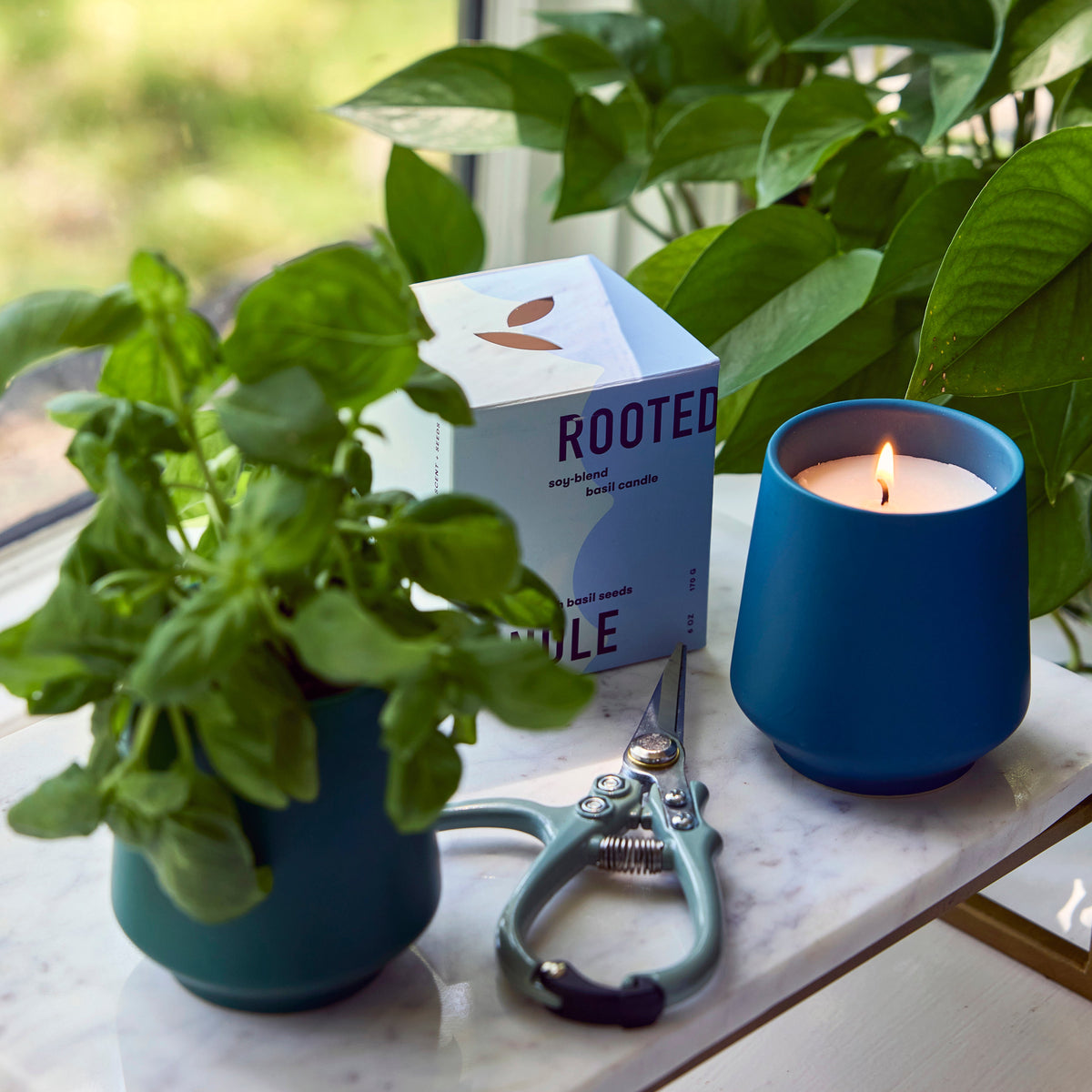 Decorative Candle, Rooted Candles for Living Rooms, Bedrooms and Relaxing Evenings, 4 Plant Type Options image 14