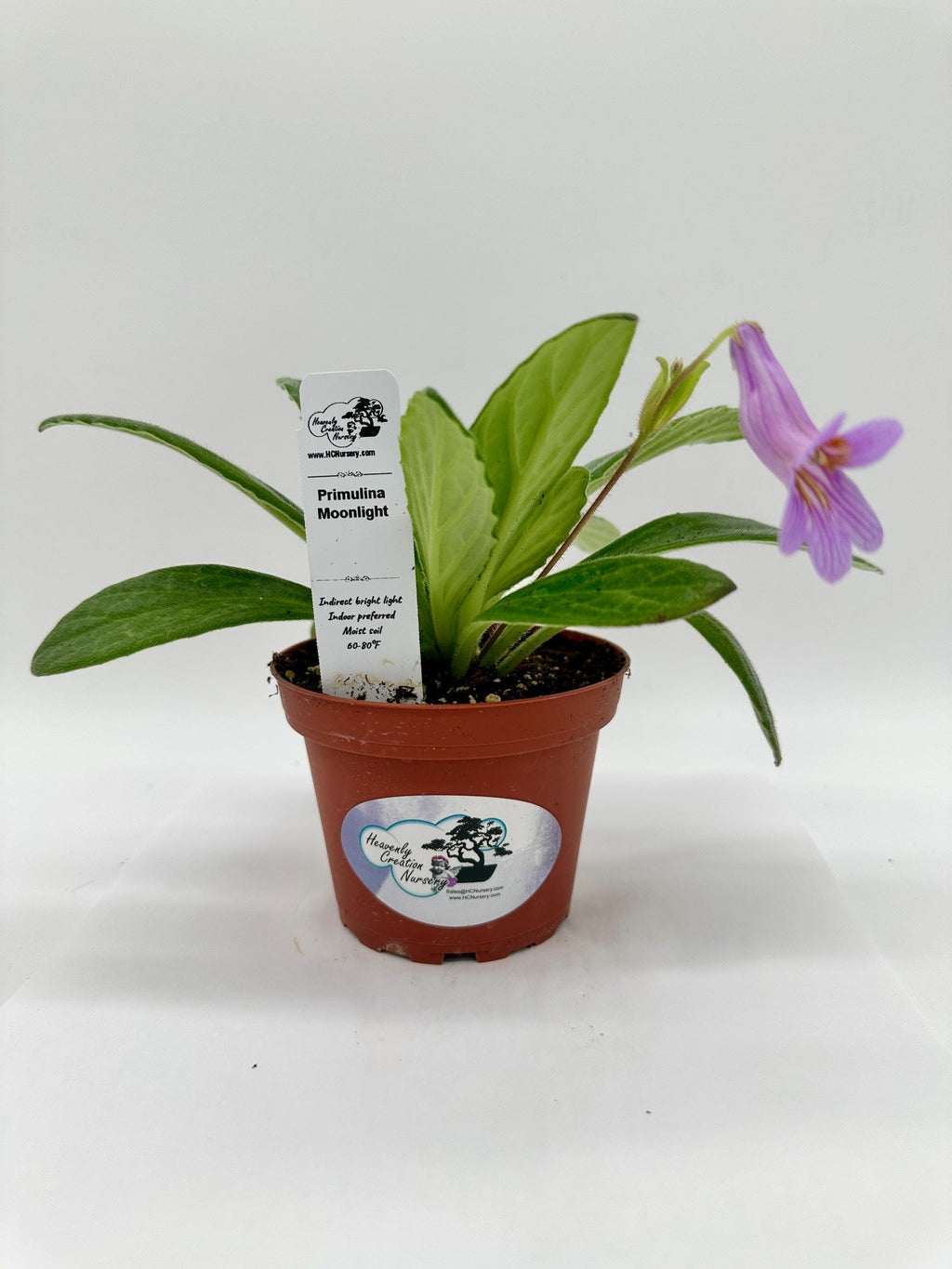 Indoor House Plant, Moonlight Asian Violet (Primulina) 4" for Shelves, Desks and Living Spaces image 4