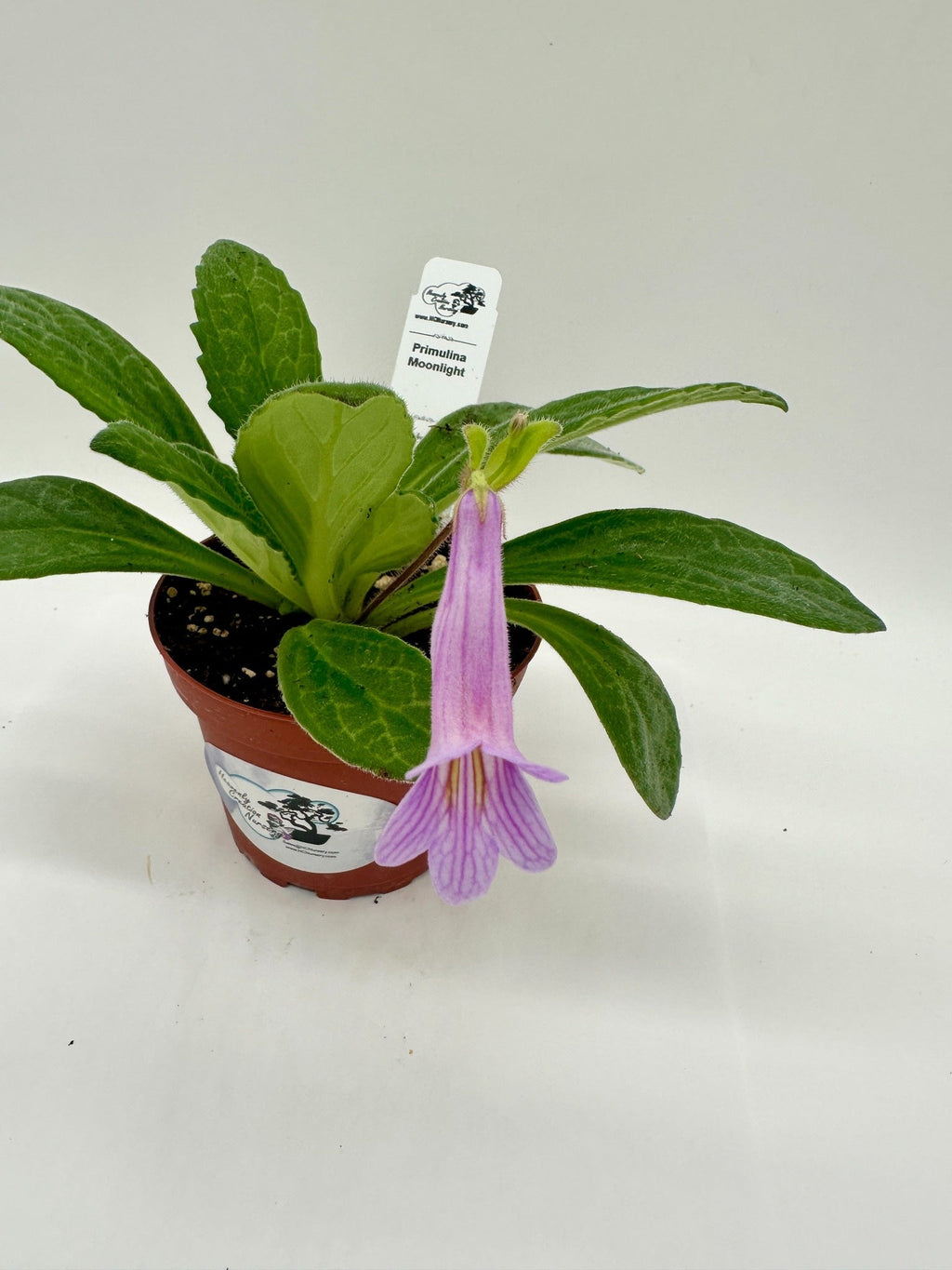 Indoor House Plant, Moonlight Asian Violet (Primulina) 4" for Shelves, Desks and Living Spaces image 2