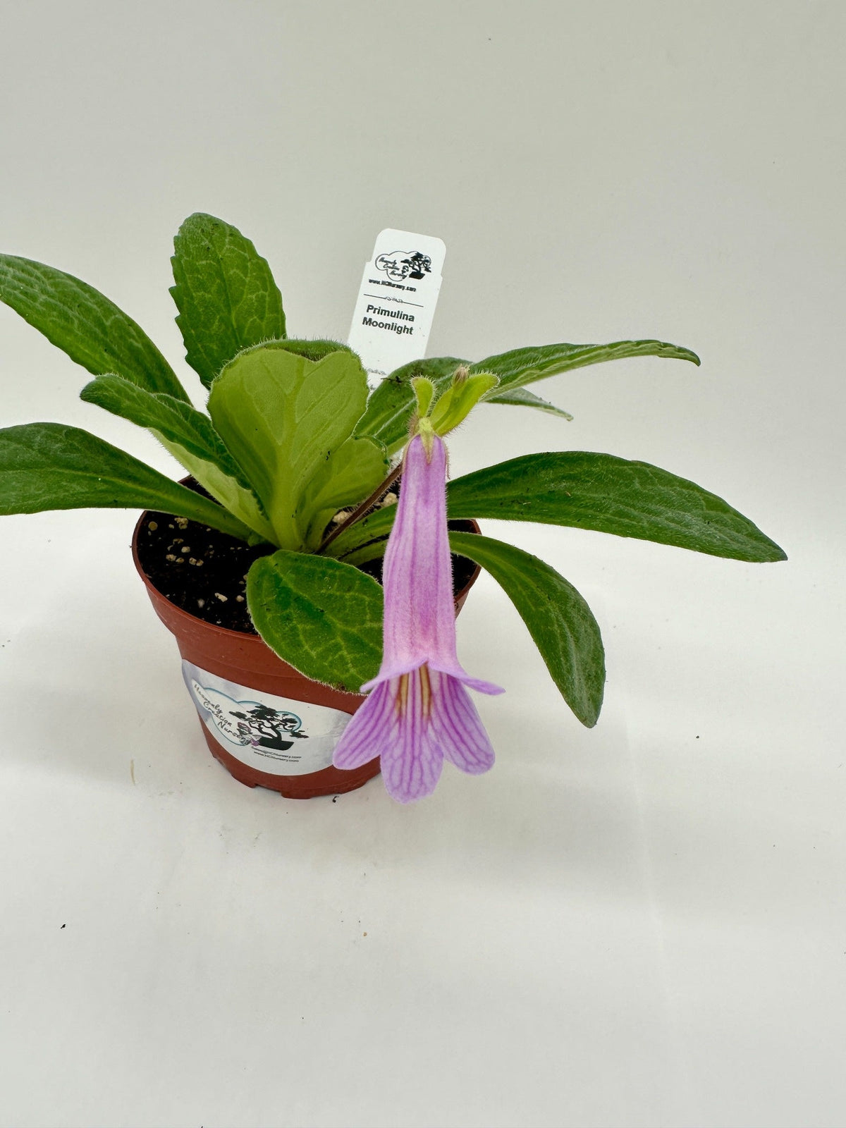 Indoor House Plant, Moonlight Asian Violet (Primulina) 4" for Shelves, Desks and Living Spaces image 2