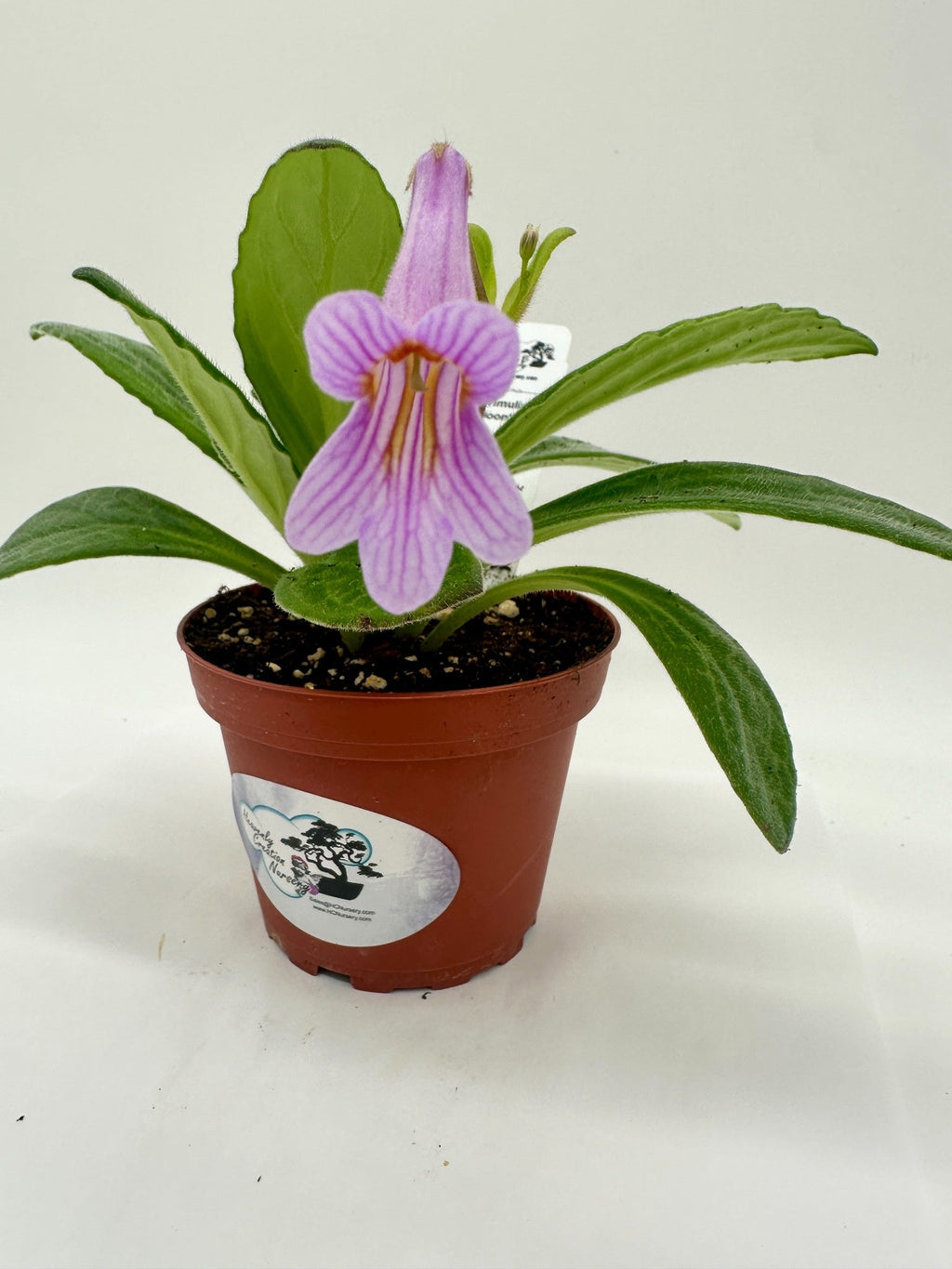 Indoor House Plant, Moonlight Asian Violet (Primulina) 4" for Shelves, Desks and Living Spaces image 1