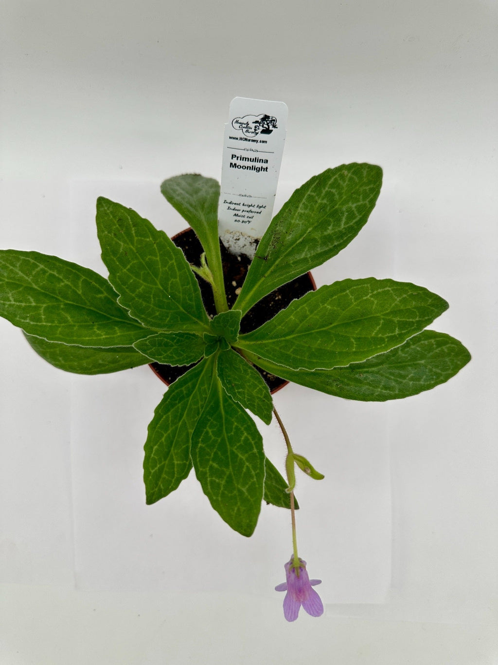 Indoor House Plant, Moonlight Asian Violet (Primulina) 4" for Shelves, Desks and Living Spaces image 3
