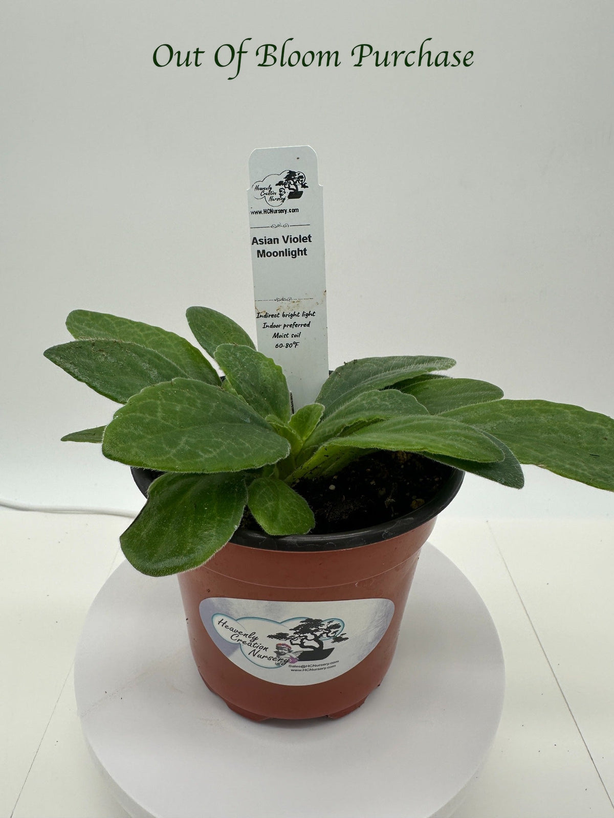 Indoor House Plant, Moonlight Asian Violet (Primulina) 4" for Shelves, Desks and Living Spaces image 5