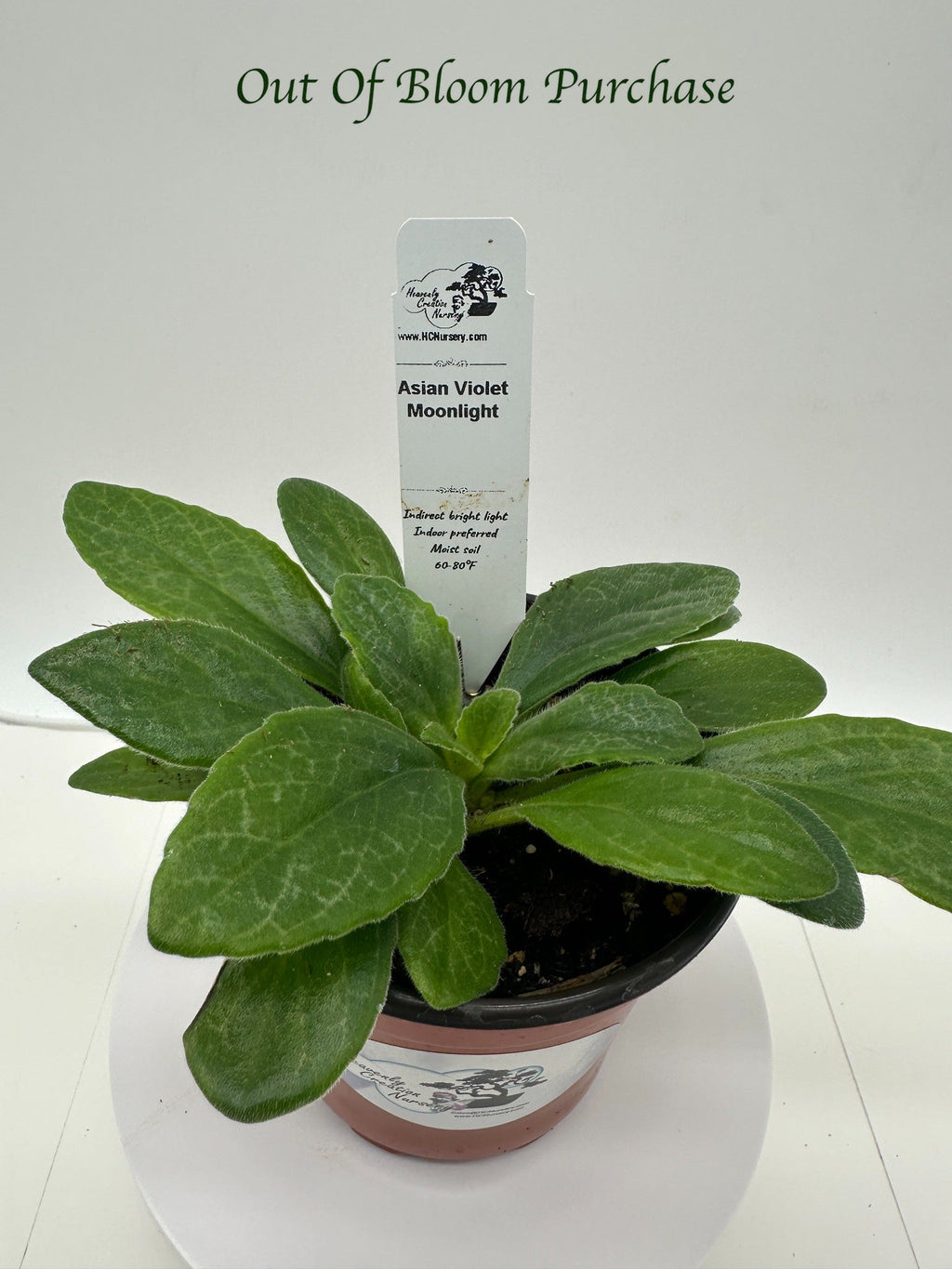 Indoor House Plant, Moonlight Asian Violet (Primulina) 4" for Shelves, Desks and Living Spaces image 6