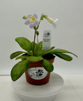 Indoor House Plant, Souvenir Asian Violet (Primulina) 4" for Shelves, Desks and Living Spaces, 2 Style Options image 1