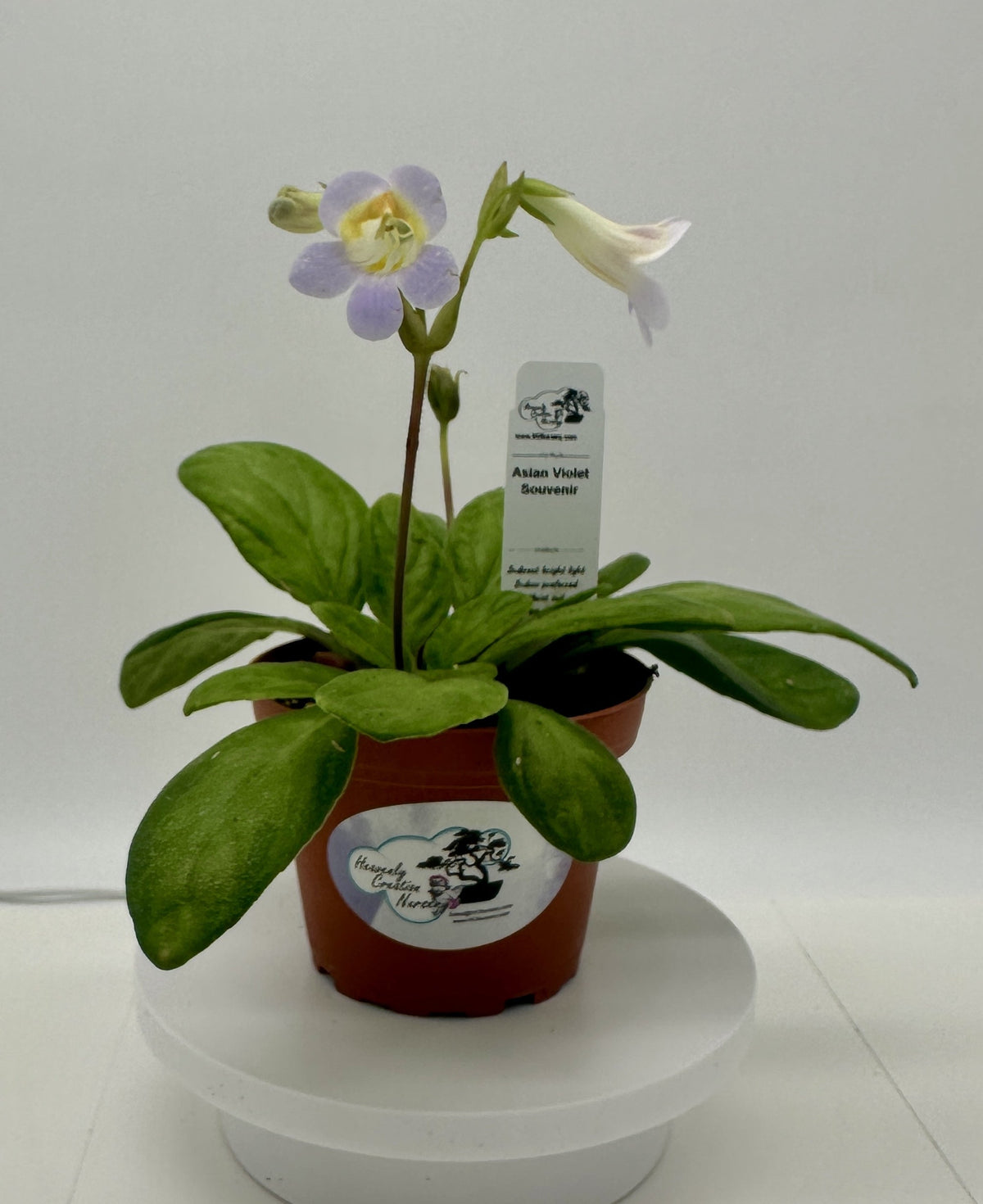Indoor House Plant, Souvenir Asian Violet (Primulina) 4" for Shelves, Desks and Living Spaces, 2 Style Options image 1