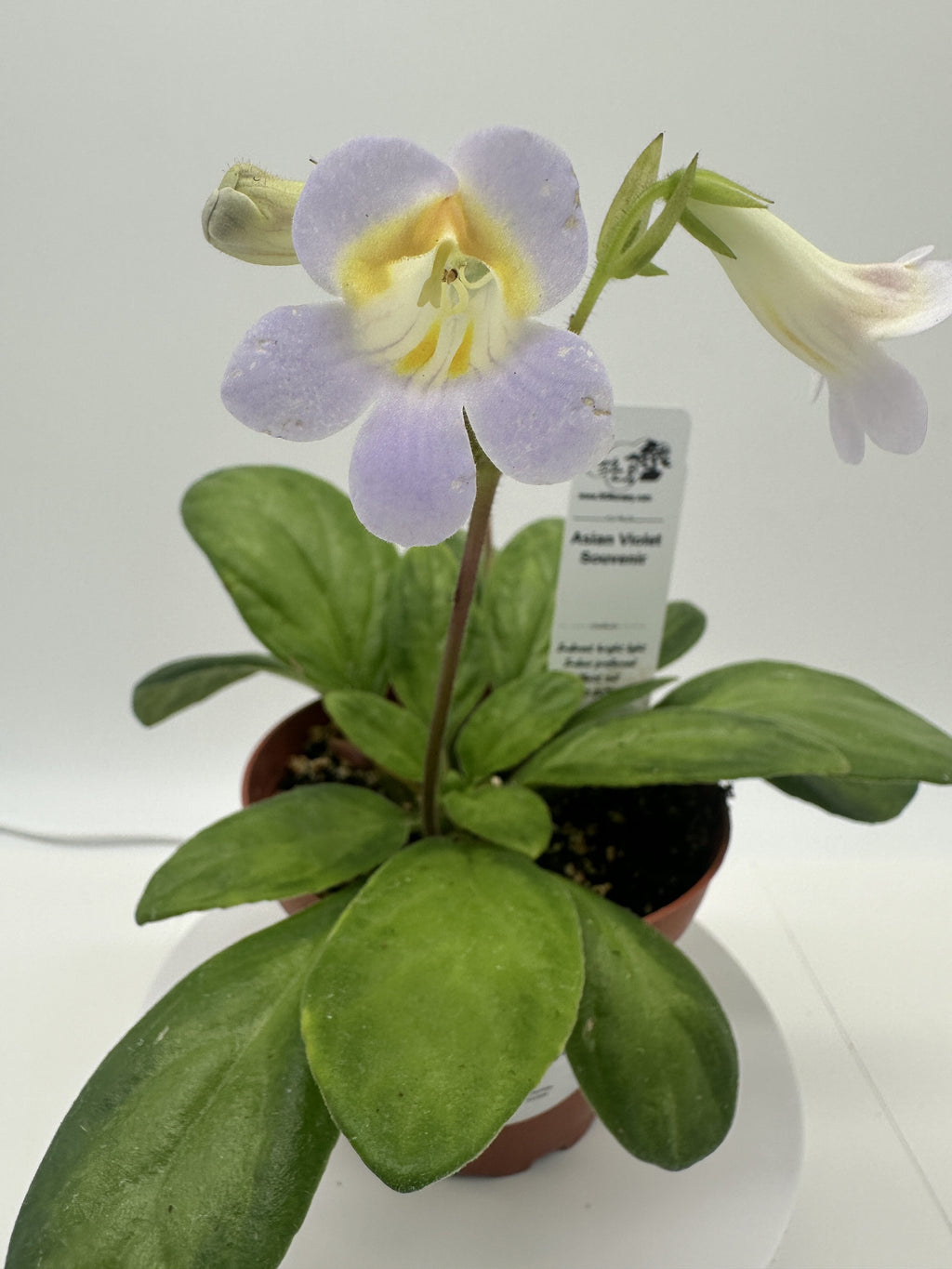 Indoor House Plant, Souvenir Asian Violet (Primulina) 4" for Shelves, Desks and Living Spaces, 2 Style Options image 2