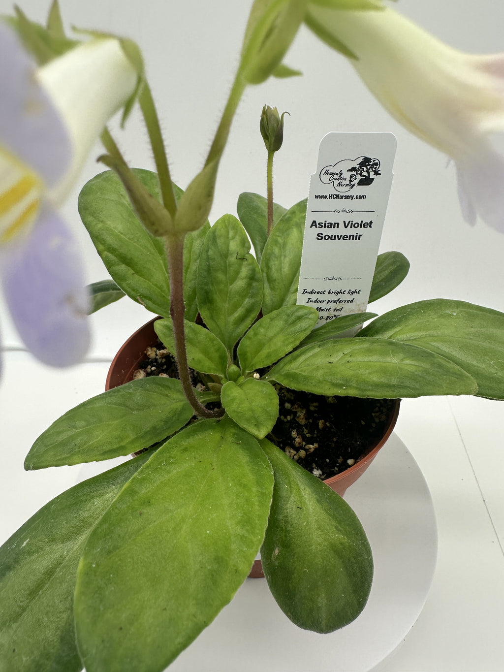 Indoor House Plant, Souvenir Asian Violet (Primulina) 4" for Shelves, Desks and Living Spaces, 2 Style Options image 3