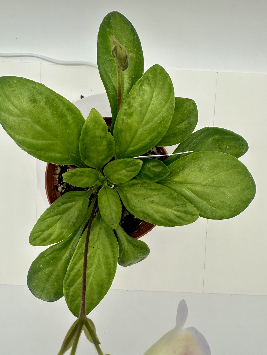 Indoor House Plant, Souvenir Asian Violet (Primulina) 4" for Shelves, Desks and Living Spaces, 2 Style Options image 4