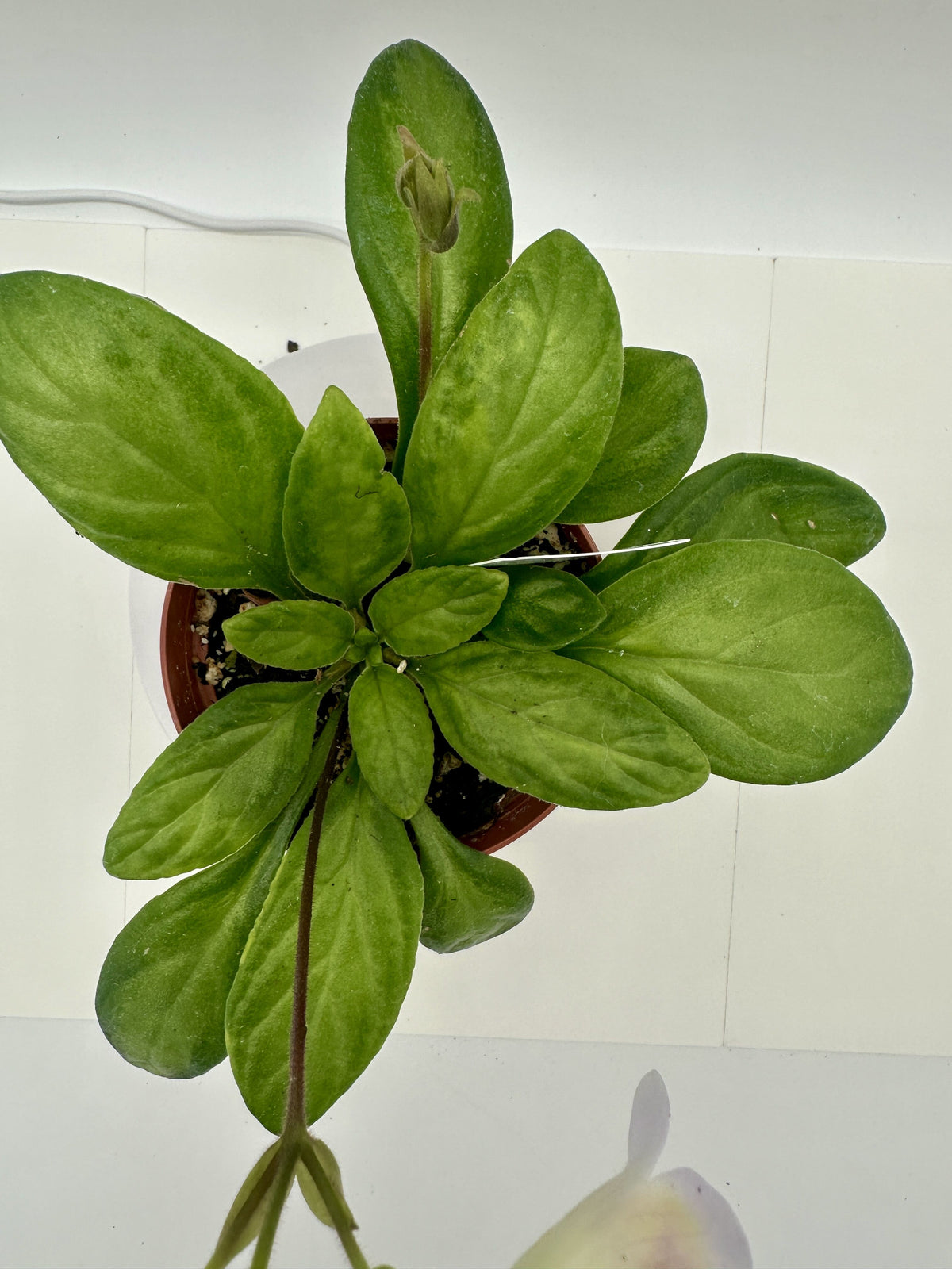 Indoor House Plant, Souvenir Asian Violet (Primulina) 4" for Shelves, Desks and Living Spaces, 2 Style Options image 4