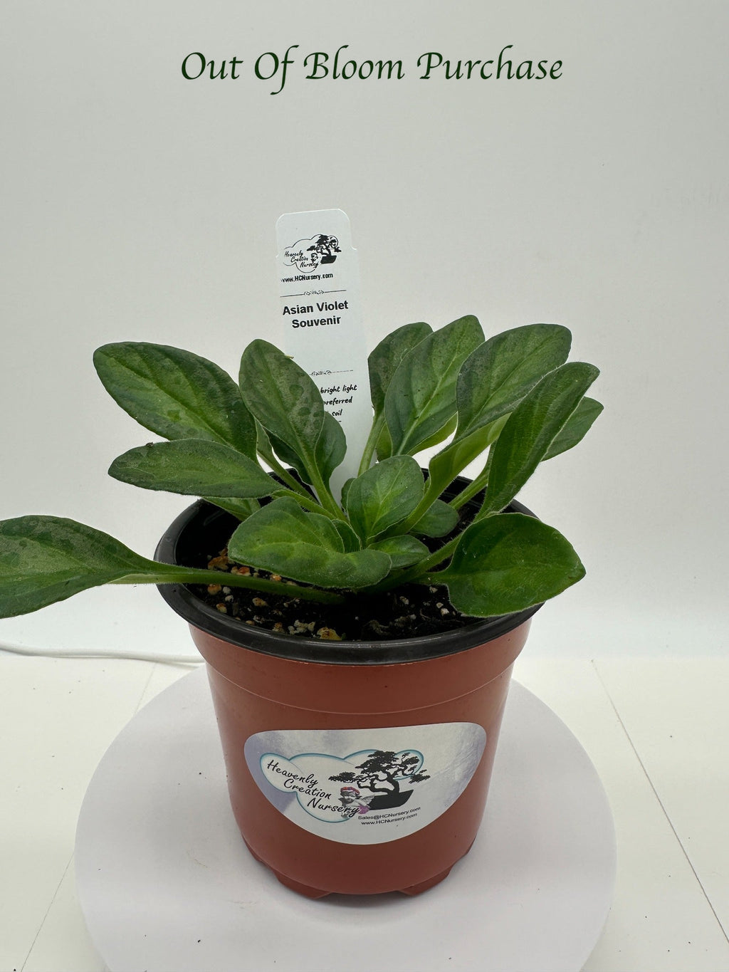 Indoor House Plant, Souvenir Asian Violet (Primulina) 4" for Shelves, Desks and Living Spaces, 2 Style Options image 5
